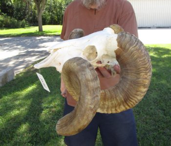 Extra Large African Merino Sheep/Ram Skull with  <font color=red> Huge</font> 33-1/2 inches</font> Horns - Buy this one for $189.99