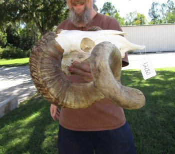 Extra Large African Merino Sheep/Ram Skull with  <font color=red> Huge</font> 33-1/2 inches</font> Horns - Buy this one for $189.99
