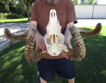 Extra Large African Merino Sheep/Ram Skull with  <font color=red> Huge</font> 33-1/2 inches</font> Horns - Buy this one for $189.99