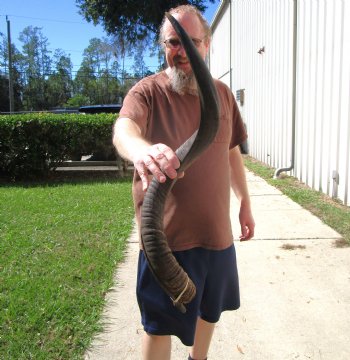 33-1/4 inches Kudu Horn for Sale (25-1/4 inches Straight) for $79.99