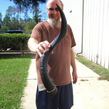 28-1/2 inches Kudu Horn for Sale (21-3/4 inches Straight) for $69.99