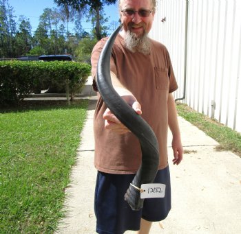 28-1/2 inches Kudu Horn for Sale (21-3/4 inches Straight) for $69.99
