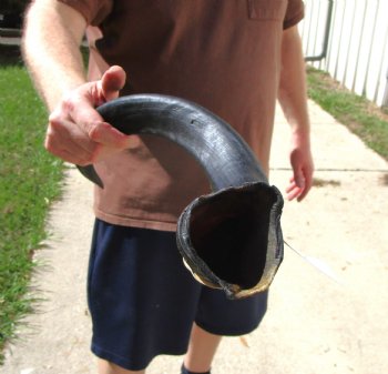 28-1/2 inches Kudu Horn for Sale (21-3/4 inches Straight) for $69.99