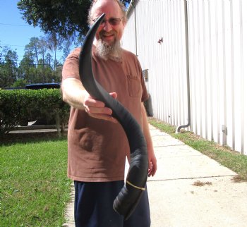 28-1/4 inches Kudu Horn for Sale (20-3/4 inches Straight) for $69.99