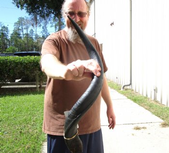 28-1/4 inches Kudu Horn for Sale (20-3/4 inches Straight) for $69.99