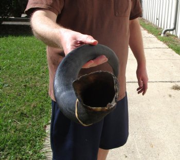 28-1/4 inches Kudu Horn for Sale (20-3/4 inches Straight) for $69.99