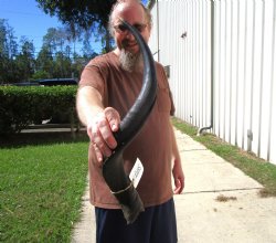 26-1/2 inches Kudu ...