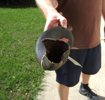 26-1/2 inches Kudu Horn for Sale (20-1/4 inches Straight) for $64.99