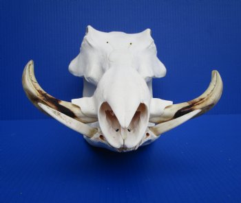 13 inches Large Warthog Skull with 7-1/2 inches Ivory Tusks - Buy this one for $144.99