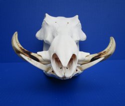 13 inches Large Warthog Skull with 7-1/2 inches Ivory Tusks - Buy this one for $144.99