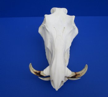 13 inches Large Warthog Skull with 7-1/2 inches Ivory Tusks - Buy this one for $144.99