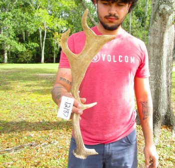 Single Fallow Deer Antler, 18-1/2 by 6 inches - Buy this one for $34.99