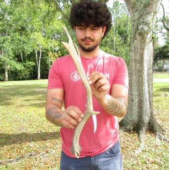 Single Fallow Deer Antler, 18-1/2 by 6 inches - Buy this one for $34.99