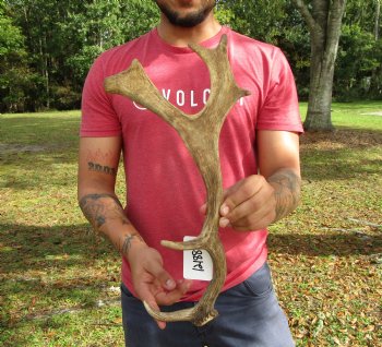 Single Fallow Deer Antler, 17-3/4 by 8-1/2 inches - Buy this one for $34.99