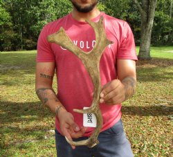 Single Fallow Deer Antler, 17-3/4 by 8-1/2 inches - Buy this one for $34.99