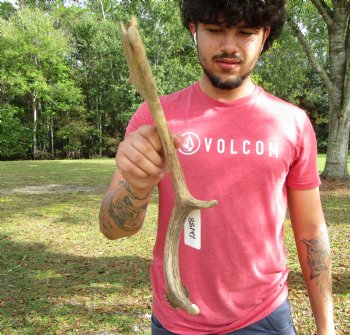 Single Fallow Deer Antler, 17-3/4 by 8-1/2 inches - Buy this one for $34.99