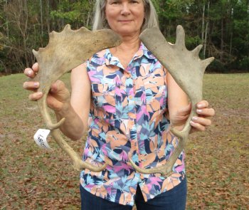 Two Fallow Deer Antlers, 16-1/4 x 7-3/4 inches and 16 x 9 inches - Buy these for $30 each