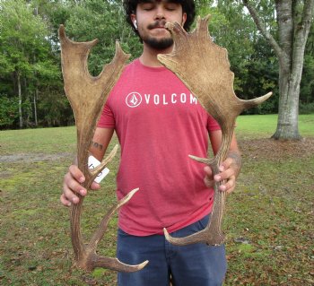 Two Fallow Deer Antlers, 22 by 7 and 20-3/4 by 10-1/2 inches - Buy these for $74.99