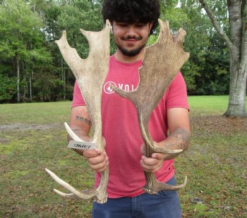 Two Fallow Deer Antlers, 22 by 7 and 20-3/4 by 10-1/2 inches - Buy these for $74.99