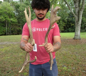 Two Fallow Deer Antlers, 22 by 7 and 20-3/4 by 10-1/2 inches - Buy these for $74.99
