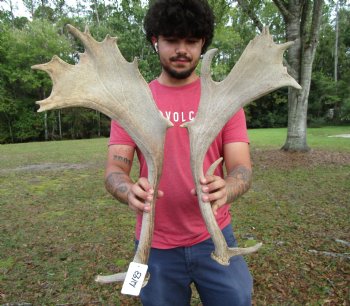 Two Fallow Deer Antlers, 23-1/2 by 10-1/2 inches and 21-3/4 by 9-3/4 inches - Buy these for $74.99