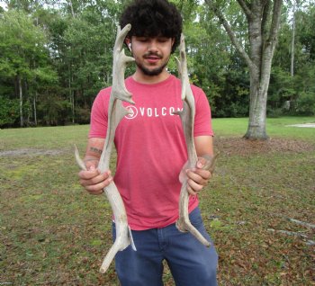 Two Fallow Deer Antlers, 23-1/2 by 10-1/2 inches and 21-3/4 by 9-3/4 inches - Buy these for $74.99