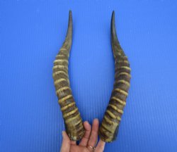 14-5/8 and 14-7/8 inches Male Blesbok Horns for Sale (1 right, 1 left) for $17.50 each