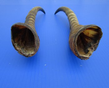 14-5/8 and 14-7/8 inches Male Blesbok Horns for Sale (1 right, 1 left) for $17.50 each