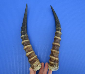 14 and 14-1/4 inches Male Blesbok Horns for Sale (1 right, 1 left) for $17.50 each