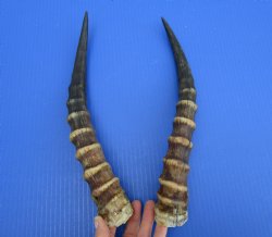 14 and 14-1/4 inches Male Blesbok Horns for Sale (1 right, 1 left) for $17.50 each