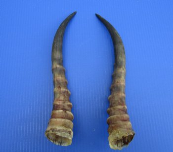 14 and 14-1/4 inches Male Blesbok Horns for Sale (1 right, 1 left) for $17.50 each