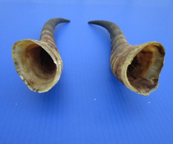 14 and 14-1/4 inches Male Blesbok Horns for Sale (1 right, 1 left) for $17.50 each