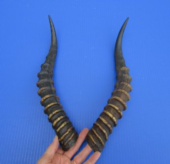 15-1/4 and 15-1/2 inches Male Blesbok Horns for Sale (1 right, 1 left) for $17.50 each