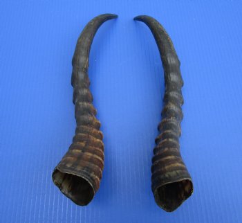 15-1/4 and 15-1/2 inches Male Blesbok Horns for Sale (1 right, 1 left) for $17.50 each