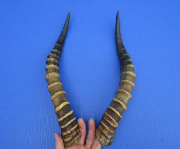 15-1/2 and 15 inches Male Blesbok Horns for Sale (1 right, 1 left) for $17.50 each