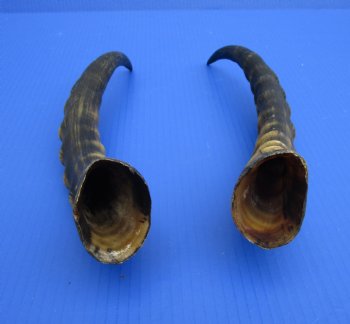 15-1/2 and 15 inches Male Blesbok Horns for Sale (1 right, 1 left) for $17.50 each