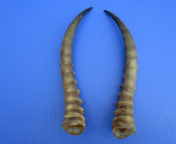 14-3/4 and 15 inches Real Male Blesbok Horns for Sale (1 right, 1 left) for $17.50 each