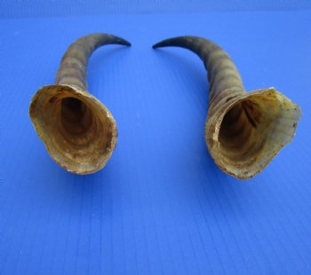 14-3/4 and 15 inches Real Male Blesbok Horns for Sale (1 right, 1 left) for $17.50 each