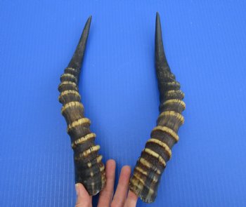 13-3/8 and 13-5/8 inches Male Blesbok Horns for Sale (1 right, 1 left) for $17.50 each