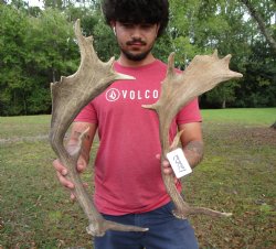 Two Fallow Deer Antlers, 18 x 9 inches and 21 x 7 inches - Buy these for $74.99