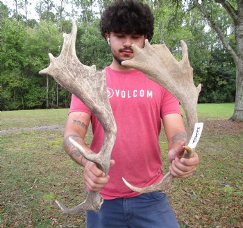 Two Fallow Deer Antlers, 18 x 9 inches and 21 x 7 inches - Buy these for $74.99