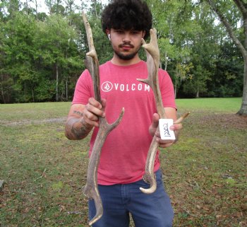 Two Fallow Deer Antlers, 18 x 9 inches and 21 x 7 inches - Buy these for $74.99