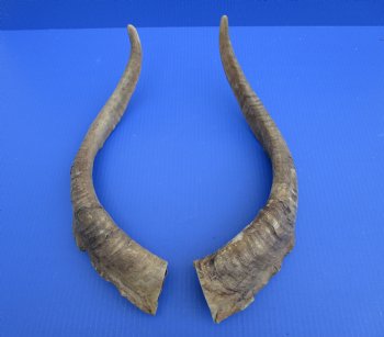 2 Raw African Goat Horns, 20-3/4 inches (1 right, 1 l left) for $18.50 each