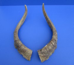 2 Raw African Goat Horns, 20-3/4 inches (1 right, 1 l left) for $18.50 each