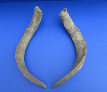 2 Raw African Goat Horns, 20-3/4 inches (1 right, 1 l left) for $18.50 each