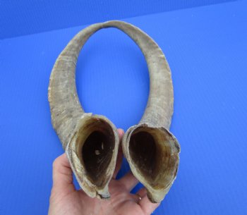 2 Raw African Goat Horns, 20-3/4 inches (1 right, 1 l left) for $18.50 each