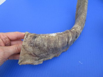 2 Raw African Goat Horns, 20-3/4 inches (1 right, 1 l left) for $18.50 each