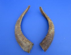 2 Raw African Goat Horns, 16-1/4 and 18 inches (1 right, 1 l left) for $14.00 each
