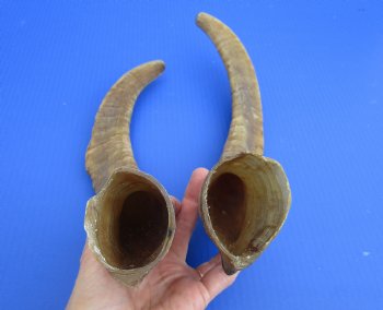 2 Raw African Goat Horns, 16-1/4 and 18 inches (1 right, 1 l left) for $14.00 each