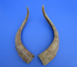 2 Raw African Goat Horns, 17-1/4 and 18-3/4 inches (1 right, 1 l left) for $14.00 each